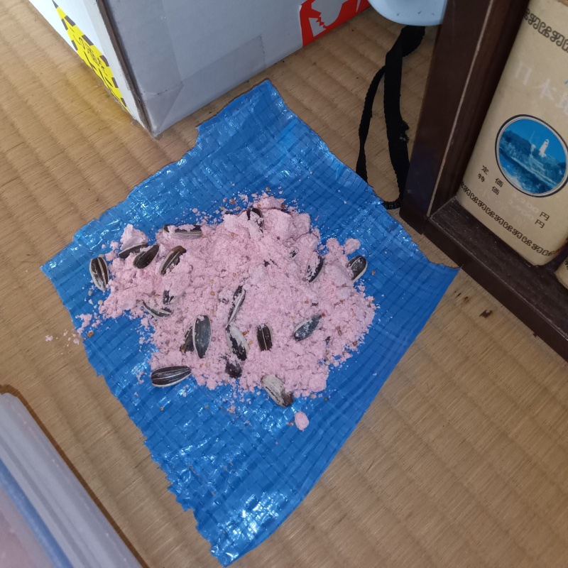 ブルーシートの上に殺鼠剤を設置
