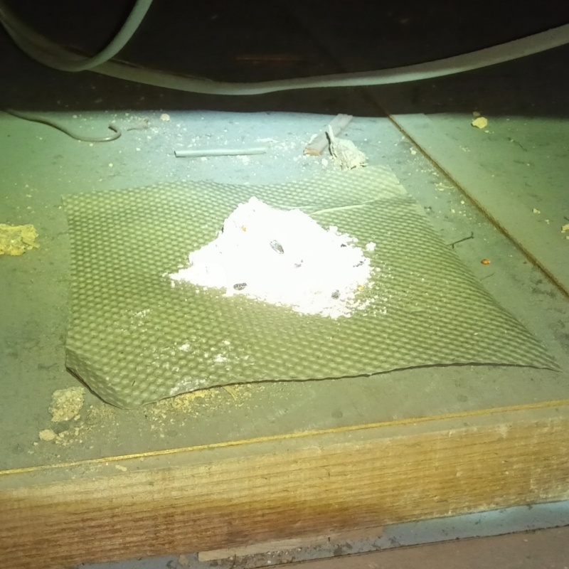 殺鼠剤を仕掛けている様子