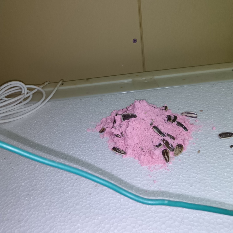 殺鼠剤を仕掛けている様子