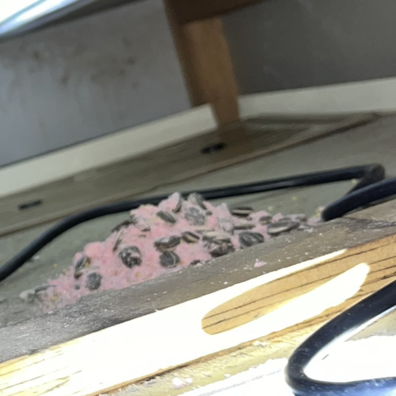殺鼠剤を仕掛けている様子