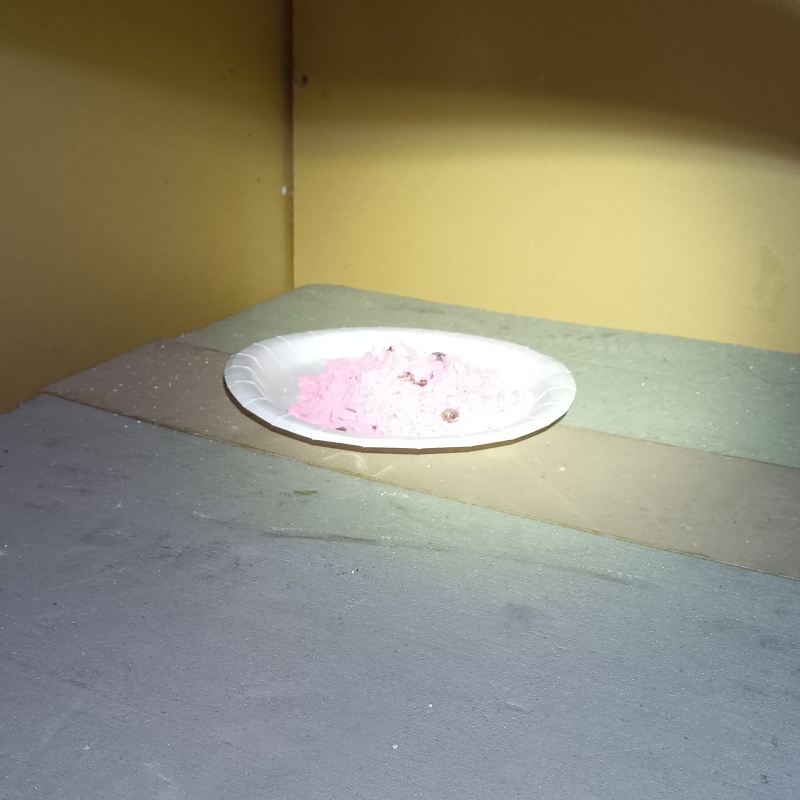 ネズミが殺鼠剤を食べたあと