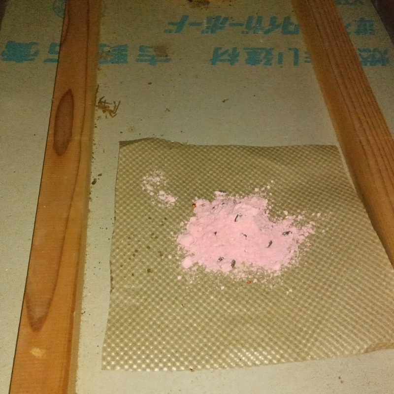 殺鼠剤を仕掛けている様子