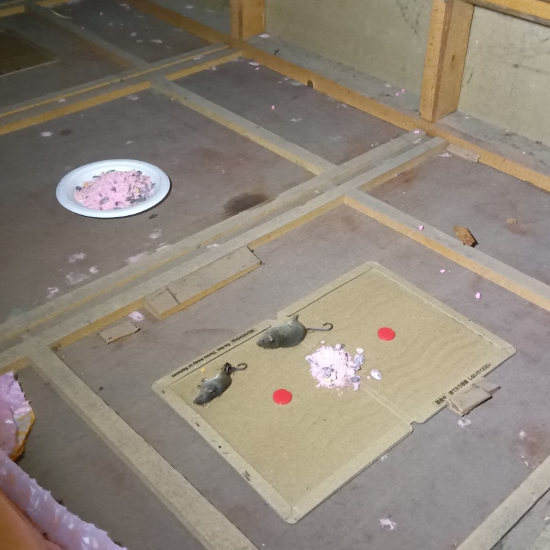 ネズミが殺鼠剤を食べたあと