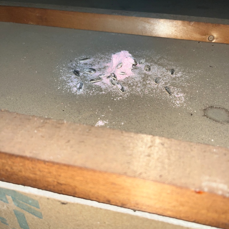 ネズミが殺鼠剤を食べたあと