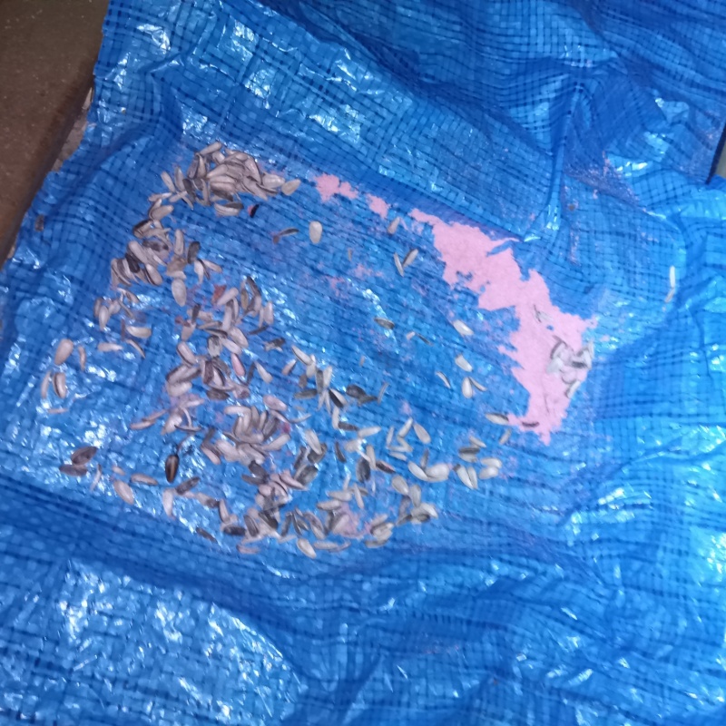 ネズミが殺鼠剤を食べたあと
