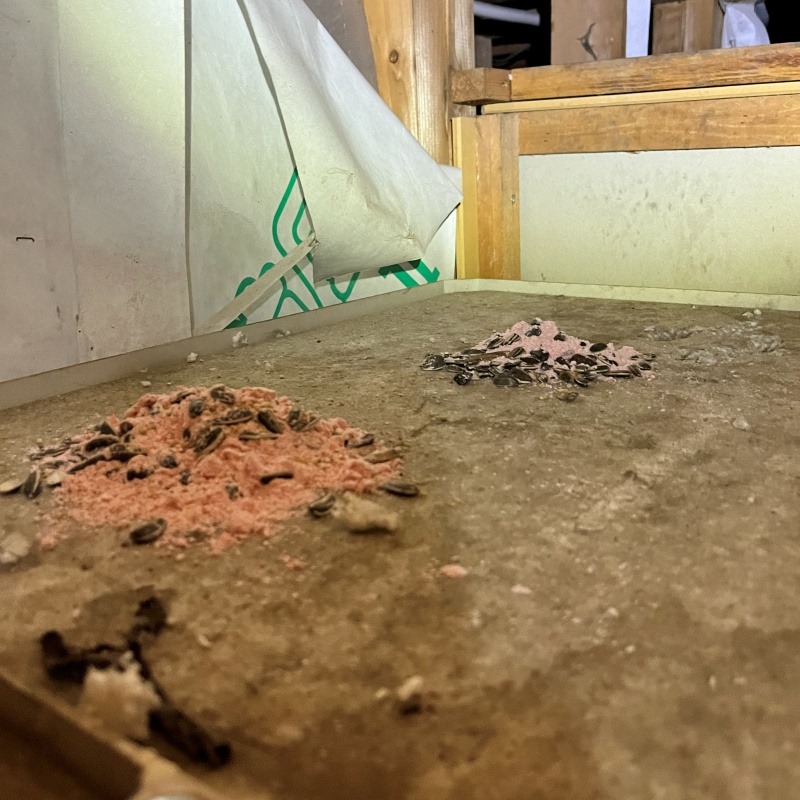 ネズミが殺鼠剤を食べたあと