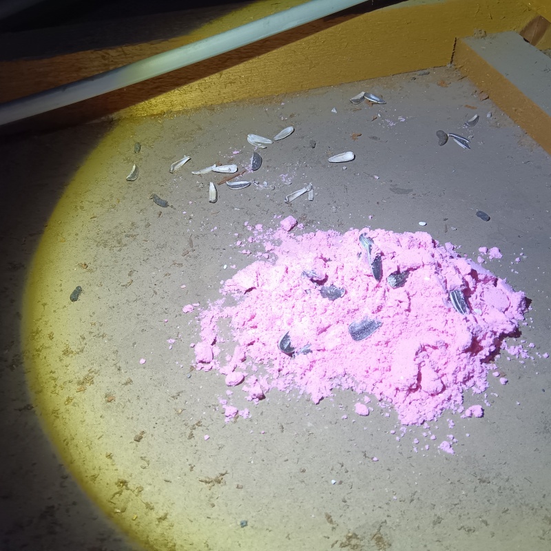 殺鼠剤を仕掛けている様子