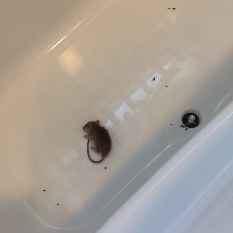 浴槽内にネズミの死骸がある様子