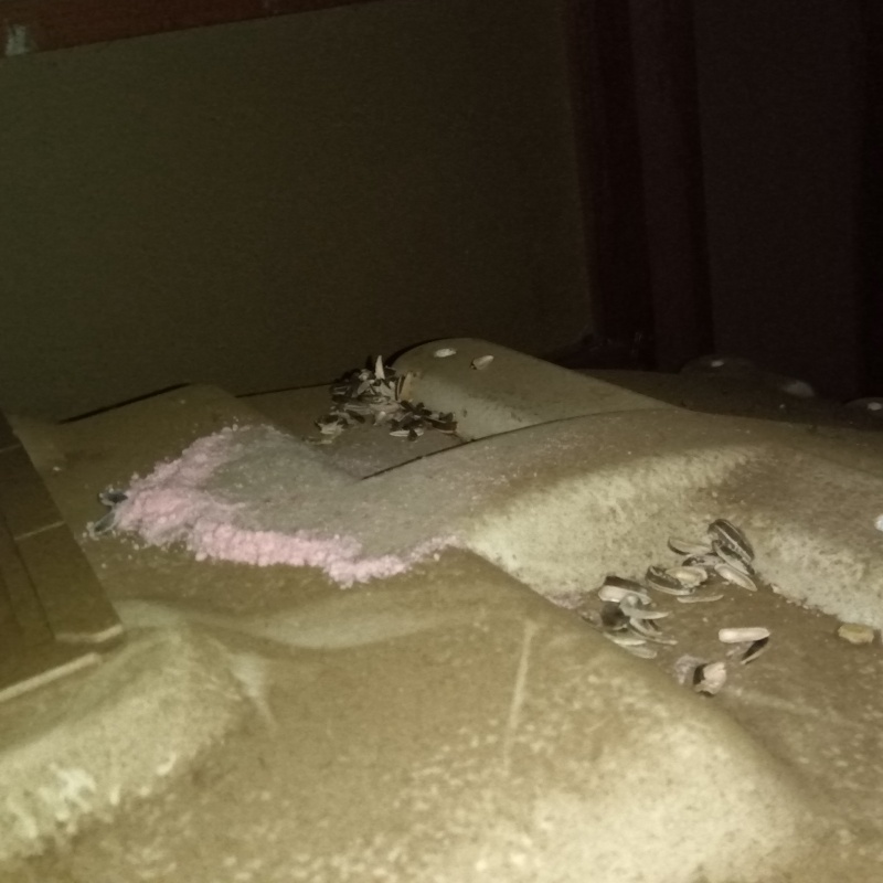 ネズミが殺鼠剤を食べたあと