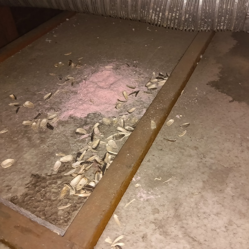 ネズミが殺鼠剤を食べたあと