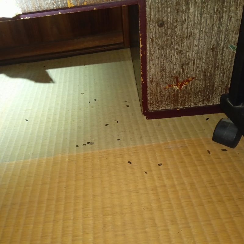 畳の上に散らばったネズミのフン