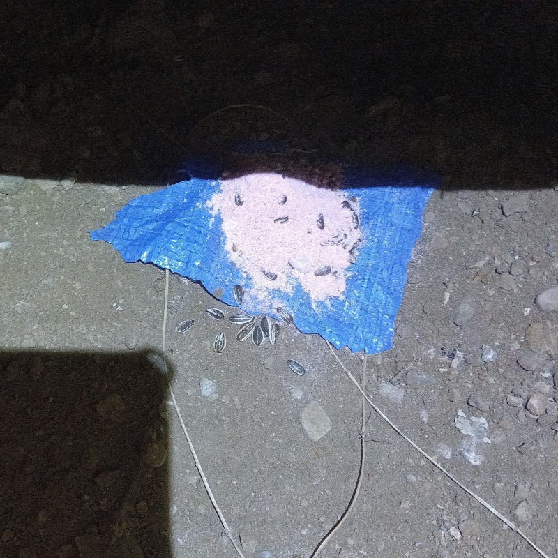 殺鼠剤を仕掛けている様子