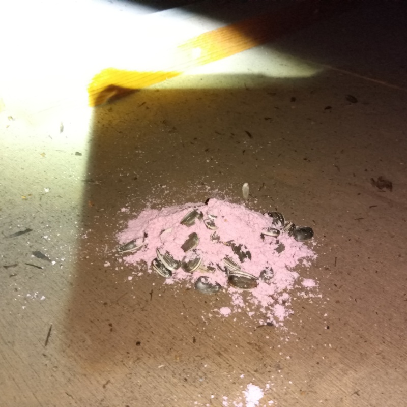 殺鼠剤を設置