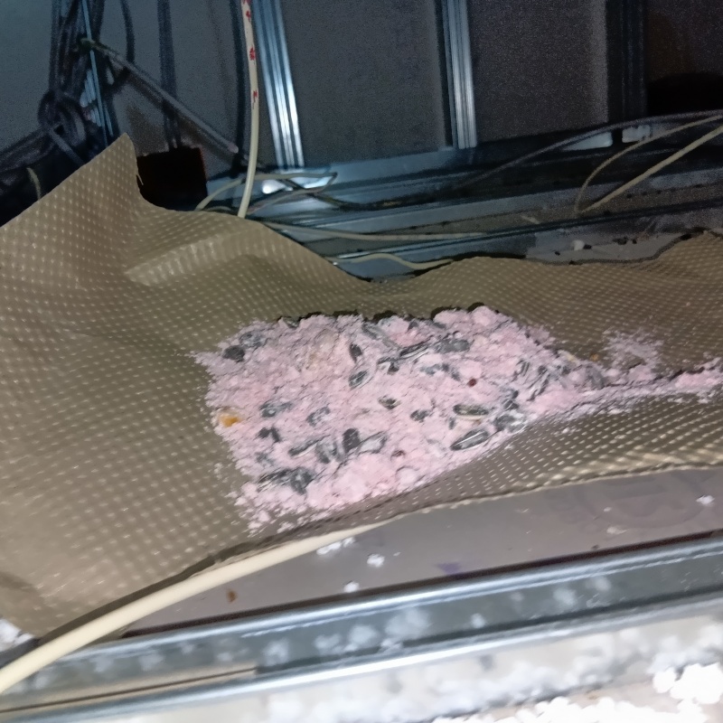 殺鼠剤を仕掛けている様子
