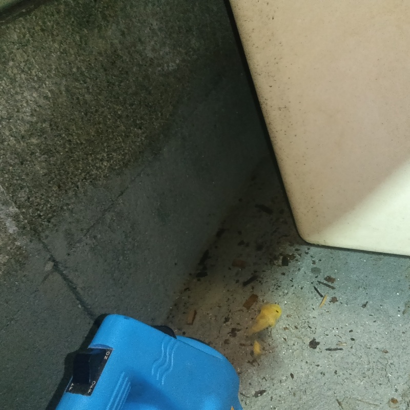 噴霧器で除菌剤を散布