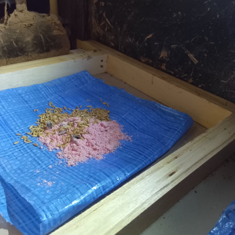 ネズミが殺鼠剤を食べたあと