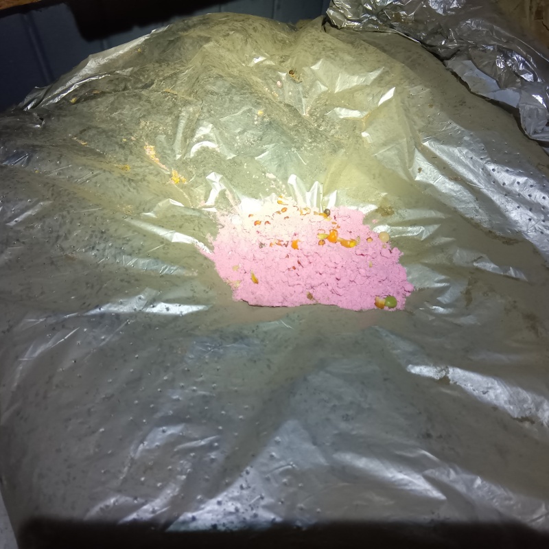 殺鼠剤を設置