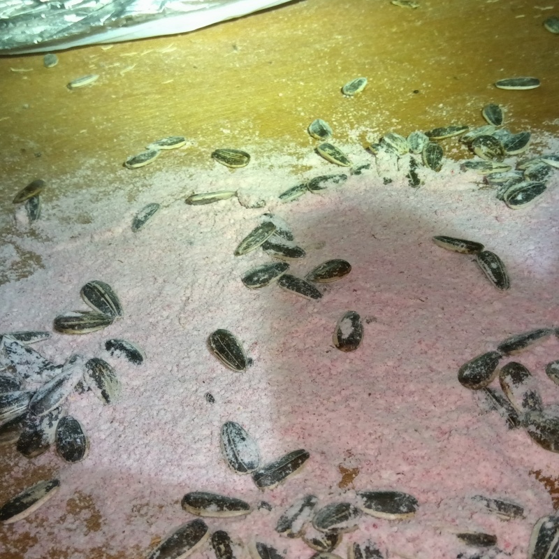 ネズミが殺鼠剤を食べたあと