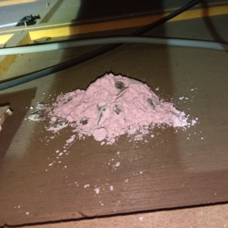 殺鼠剤を仕掛けている様子