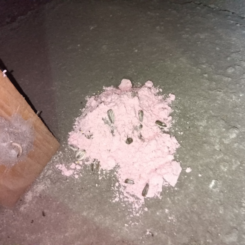 殺鼠剤を設置