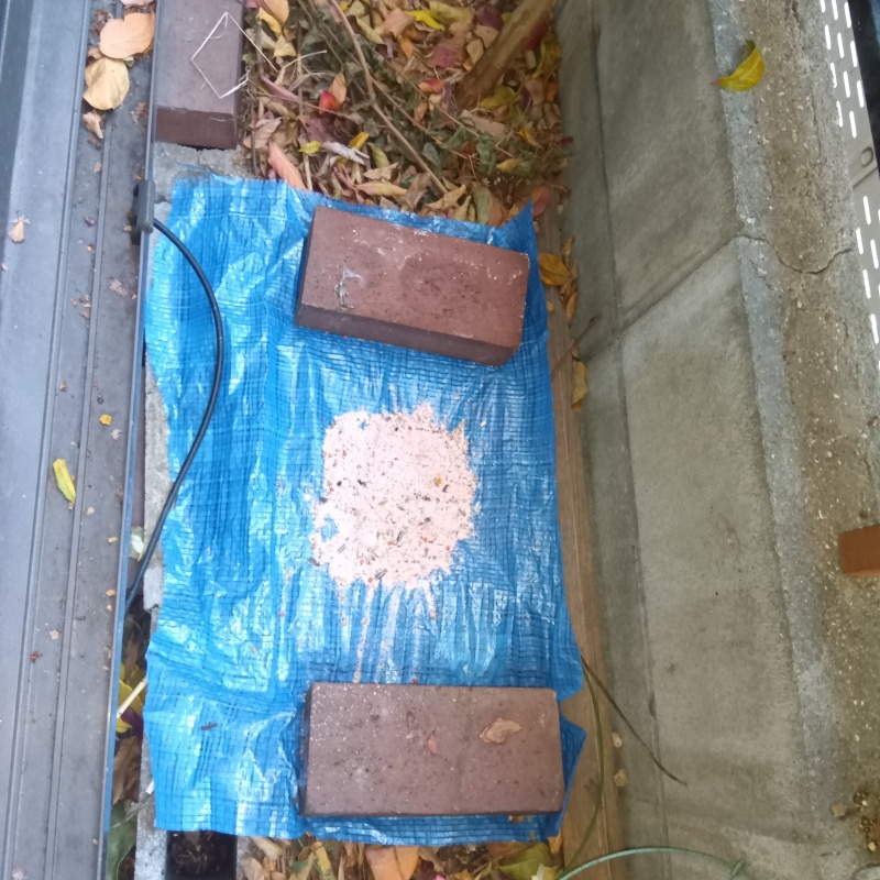 殺鼠剤を設置