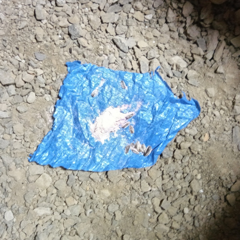 ネズミが殺鼠剤を食べたあと