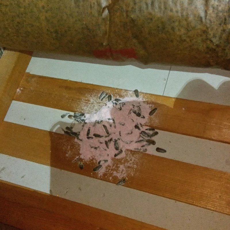 殺鼠剤を設置