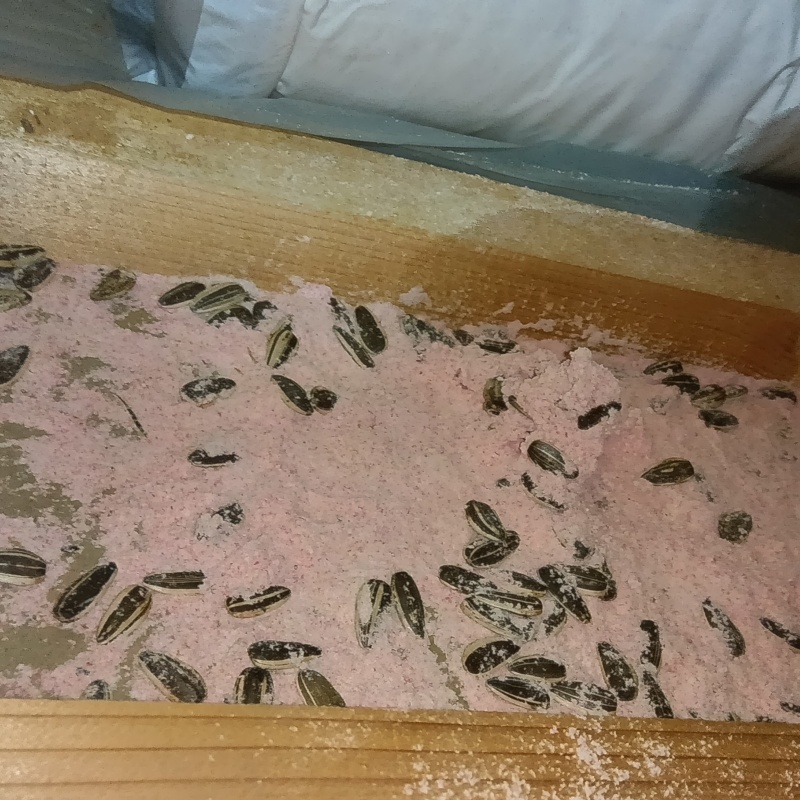 殺鼠剤を仕掛けている様子