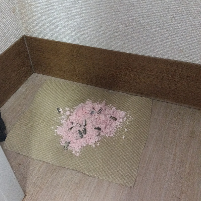 ネズミ駆除の施工事例（宮崎県小林市）