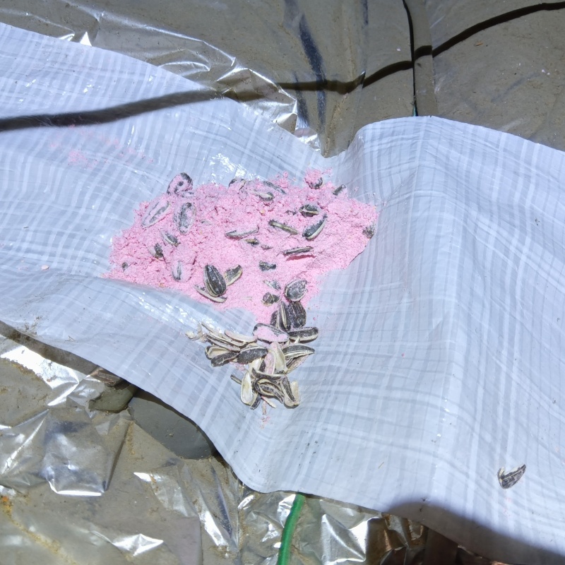 殺鼠剤を仕掛けている様子