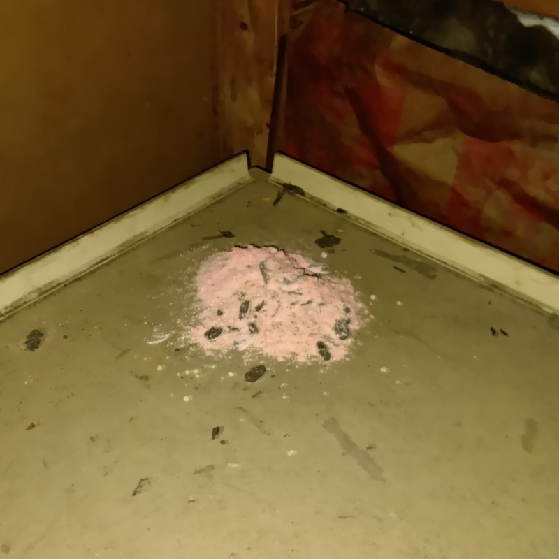 殺鼠剤を仕掛けている様子