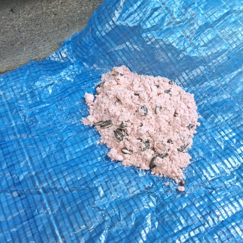 殺鼠剤を設置