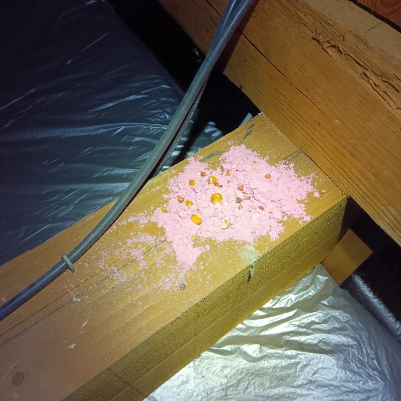 殺鼠剤を設置