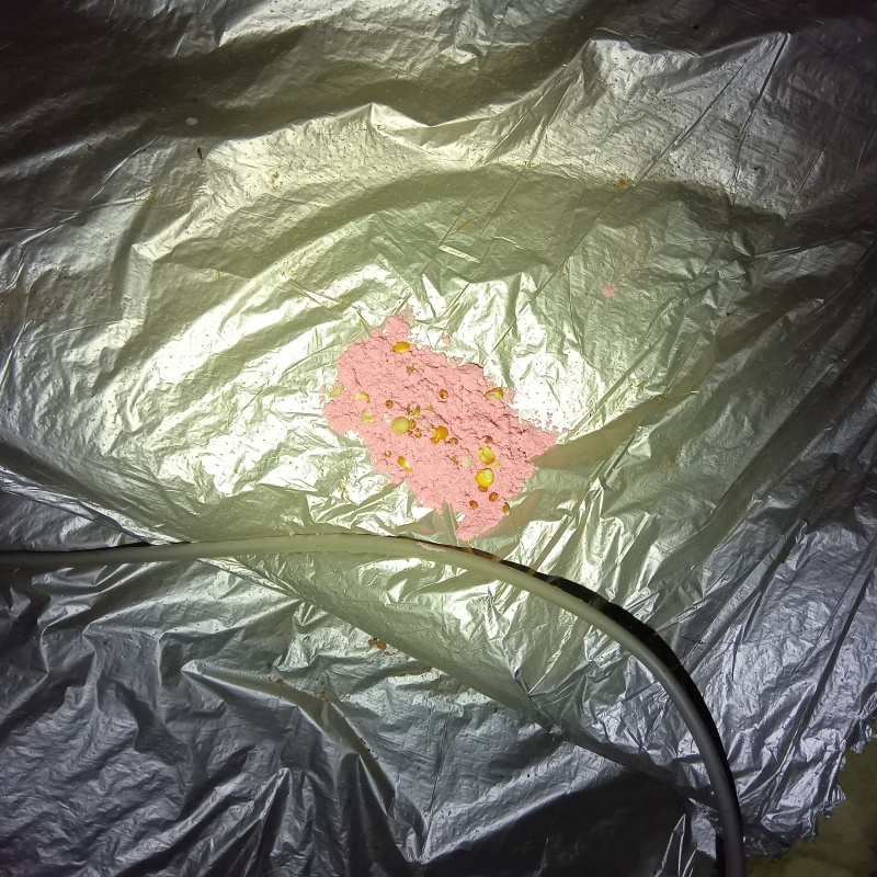 殺鼠剤を設置