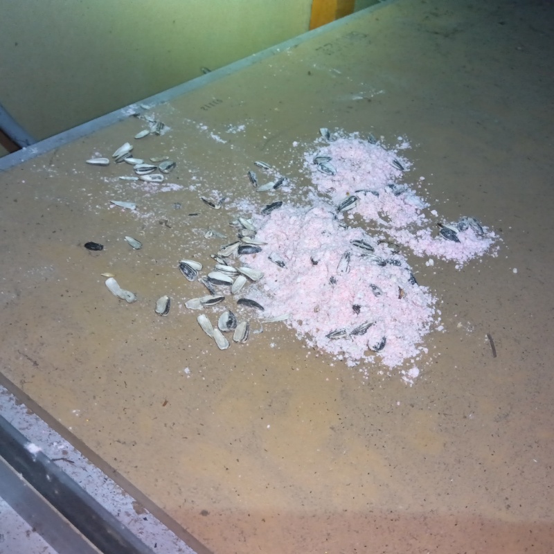 ネズミが殺鼠剤を食べたあと