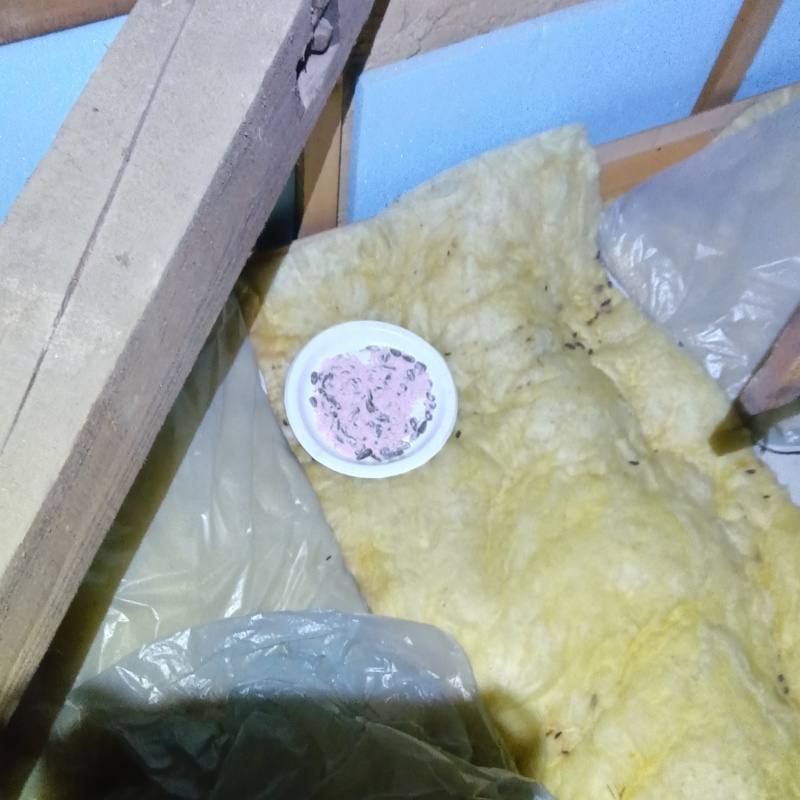 天井裏に殺鼠剤を設置
