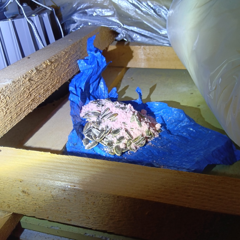 殺鼠剤を設置