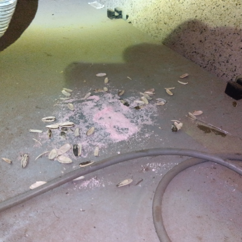 ネズミが殺鼠剤を食べたあと