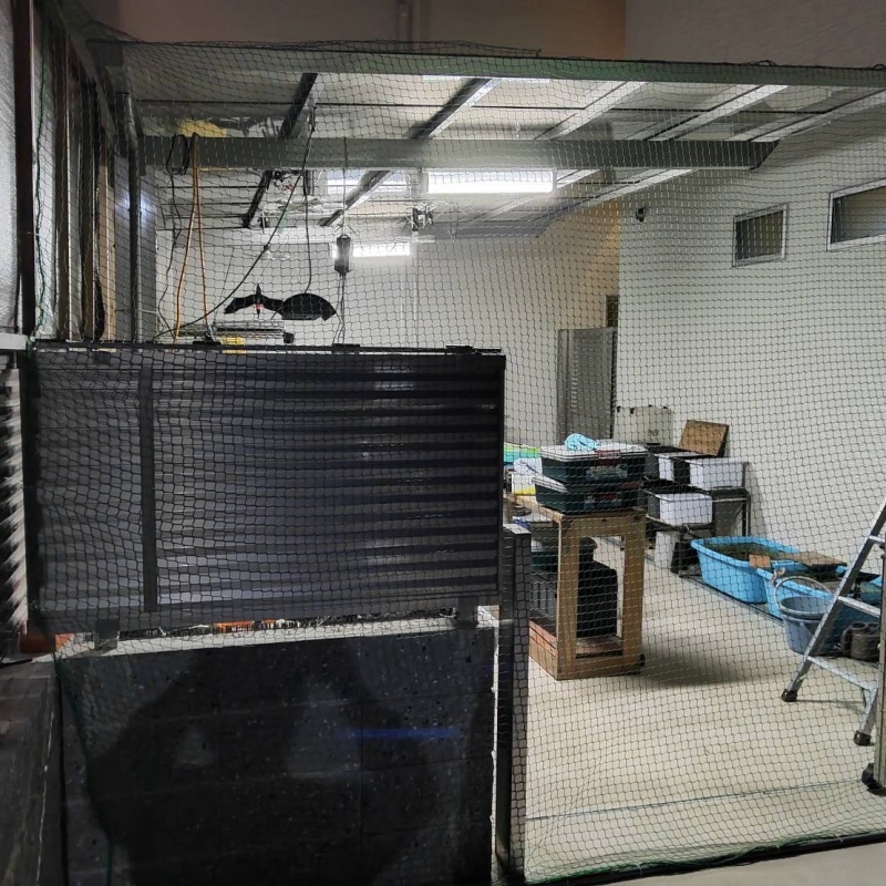 アライグマ駆除の施工事例（兵庫県尼崎市西難波町）