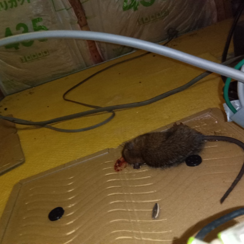 粘着シートにかかったネズミ
