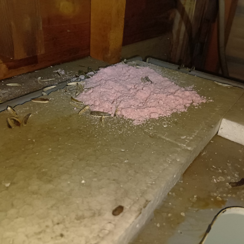 殺鼠剤を仕掛けている様子