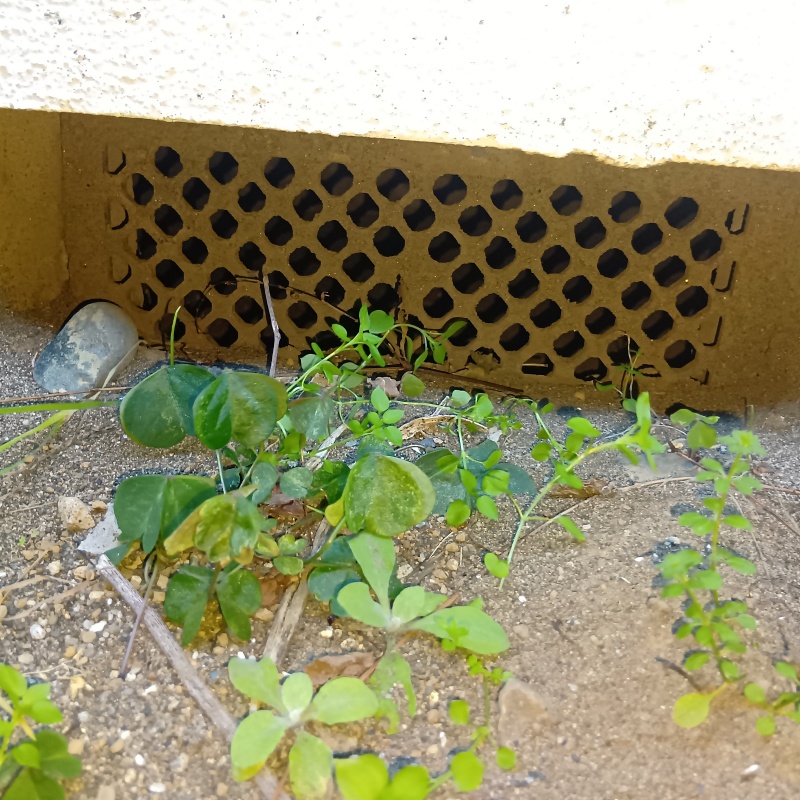 侵入口になっていた床下換気口