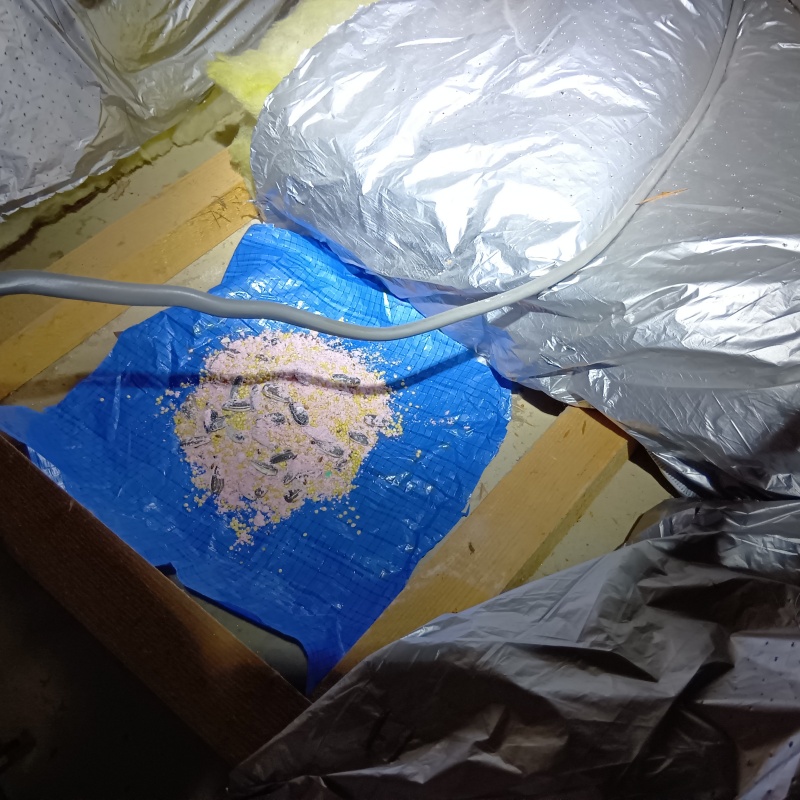 殺鼠剤を設置