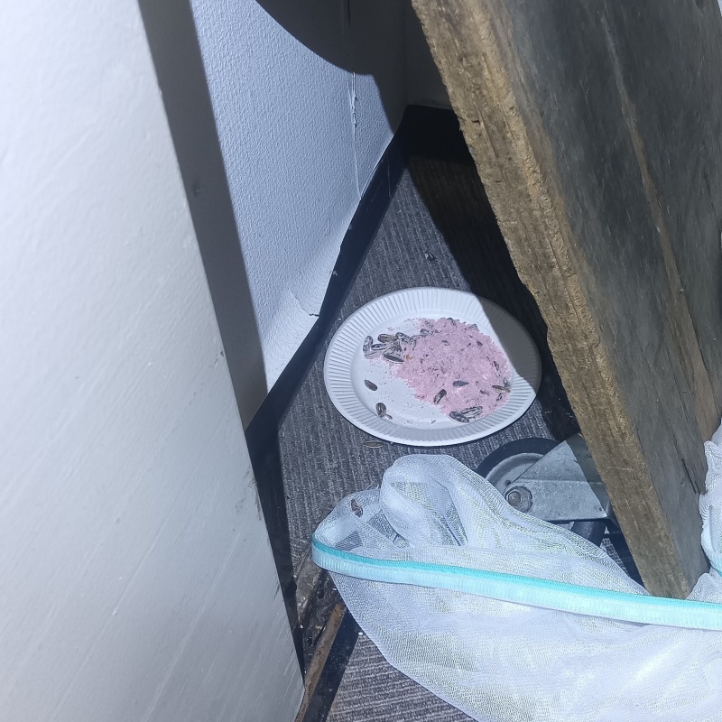 殺鼠剤を仕掛けている様子