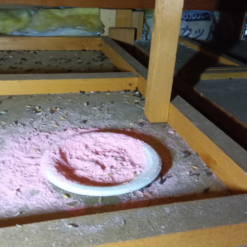 ネズミが殺鼠剤を食べたあと