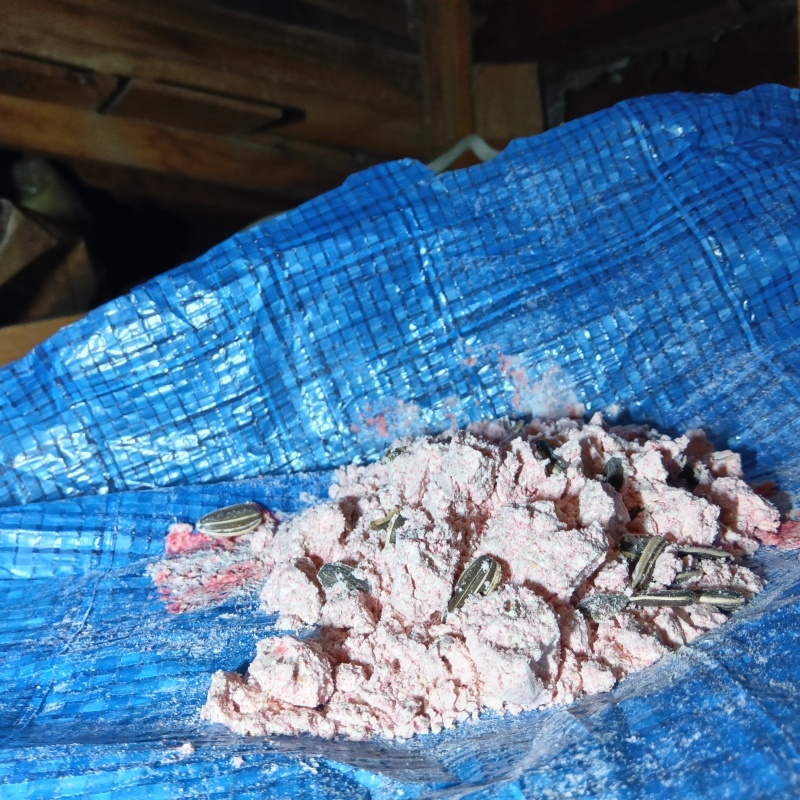 殺鼠剤を設置