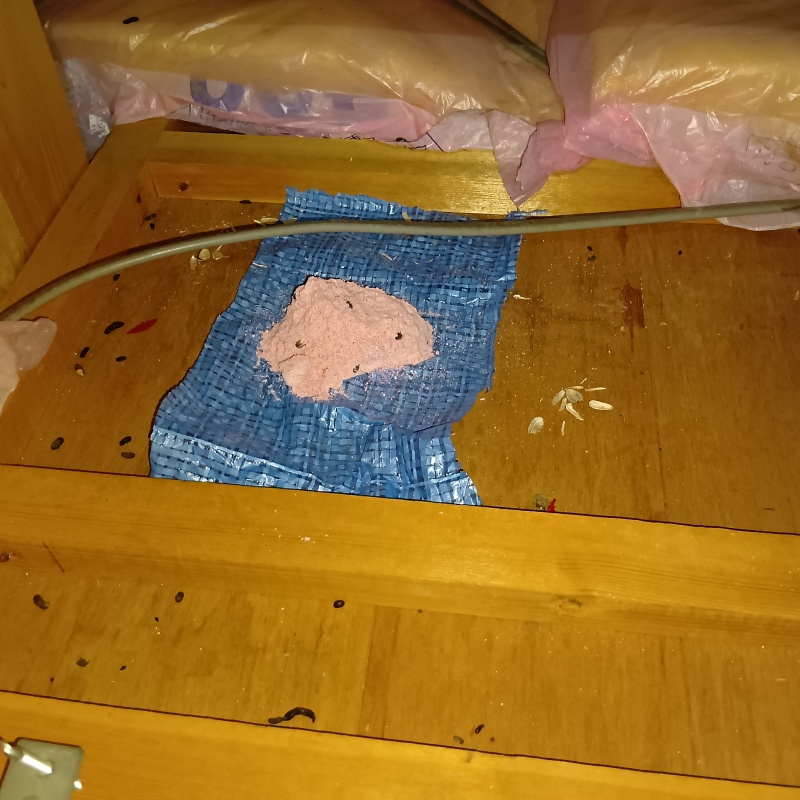 殺鼠剤を設置