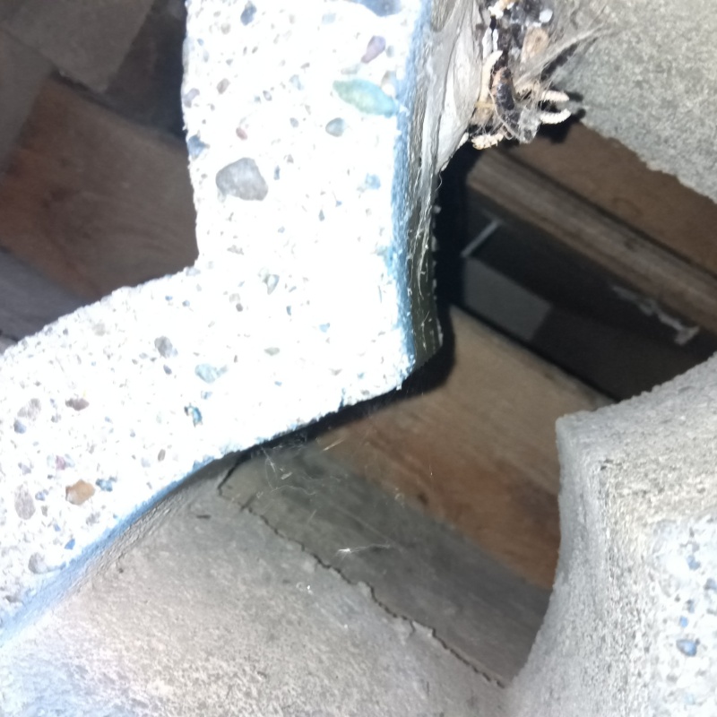 ハクビシン駆除の施工事例（徳島県徳島市新浜本町）
