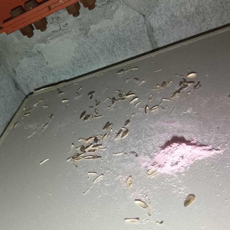 食い散らかされた殺鼠剤