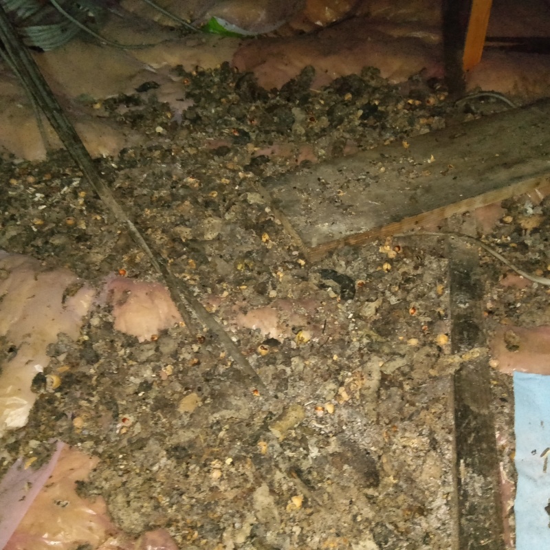 屋根裏のフン害